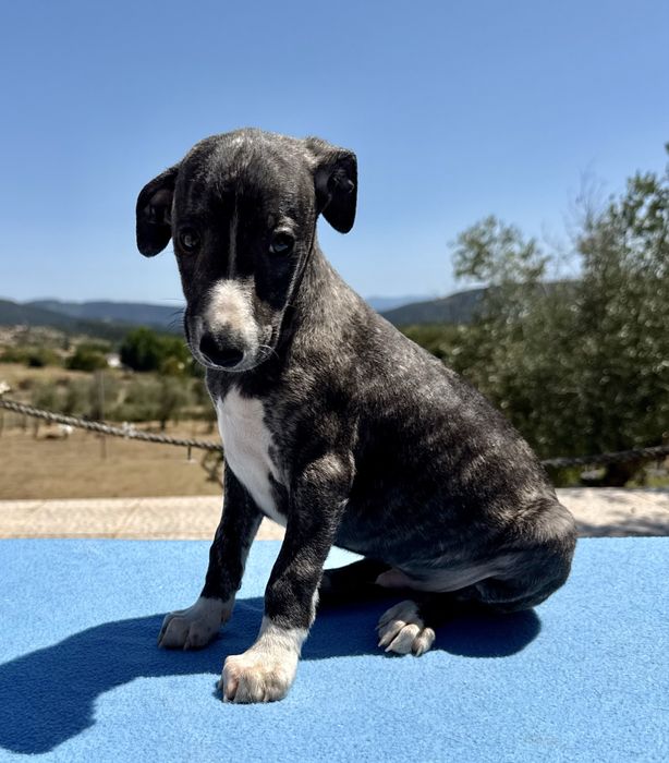Whippet lindo com lop
