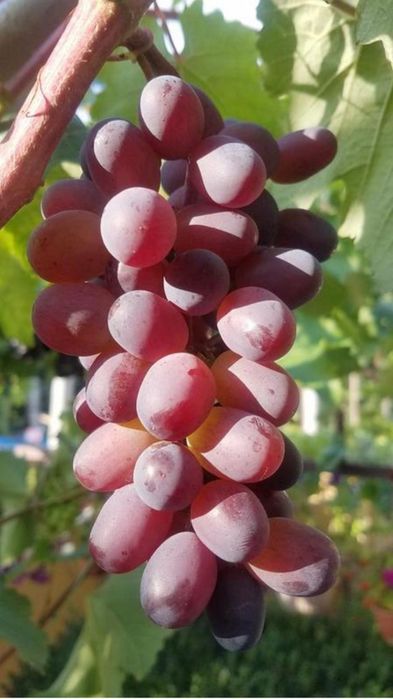 Виноград саженцы
