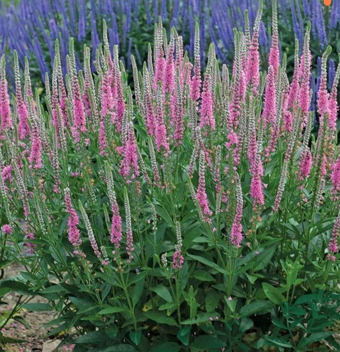 Вероника First Match