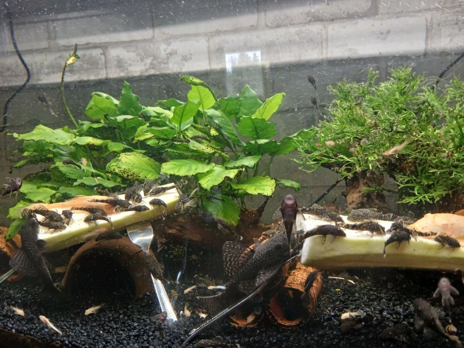 Młode glonojady/zbrojniki