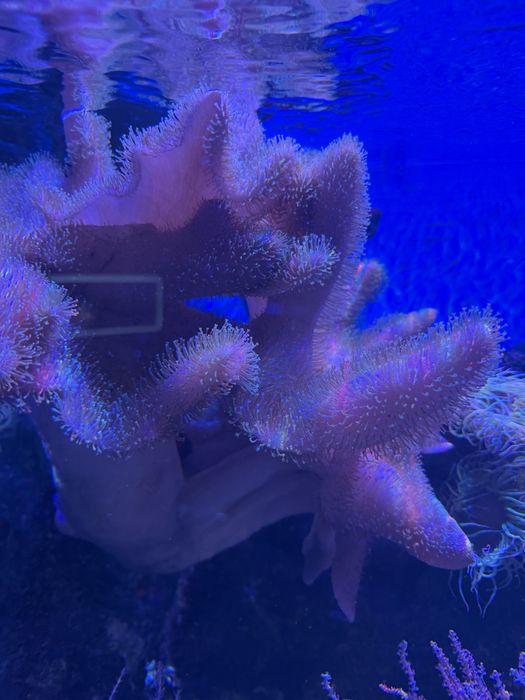 alcyonacea koralowiec miekki