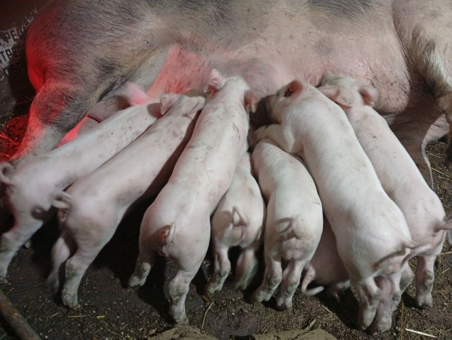 Готую до продажу поросята породи Петрен і Біла Українська