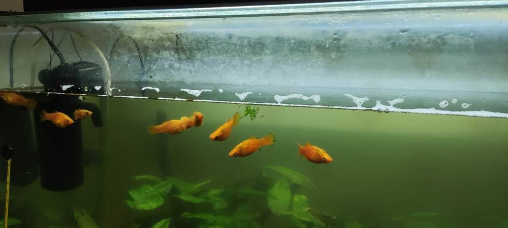 АкварІум для рибок.