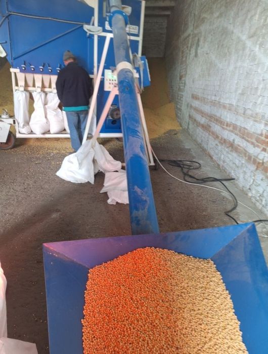 Нова Канадська соя ВІНОНА[SB 311-101] 1-А РЕПРОДУК. Відправка НП!