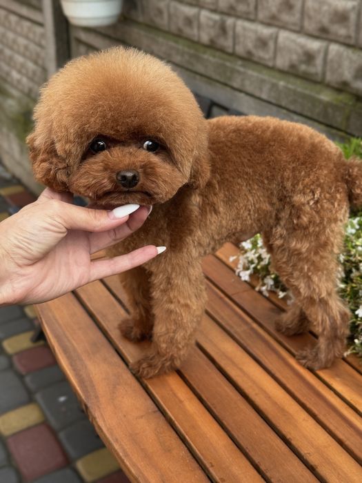 Той пудель хлопчик