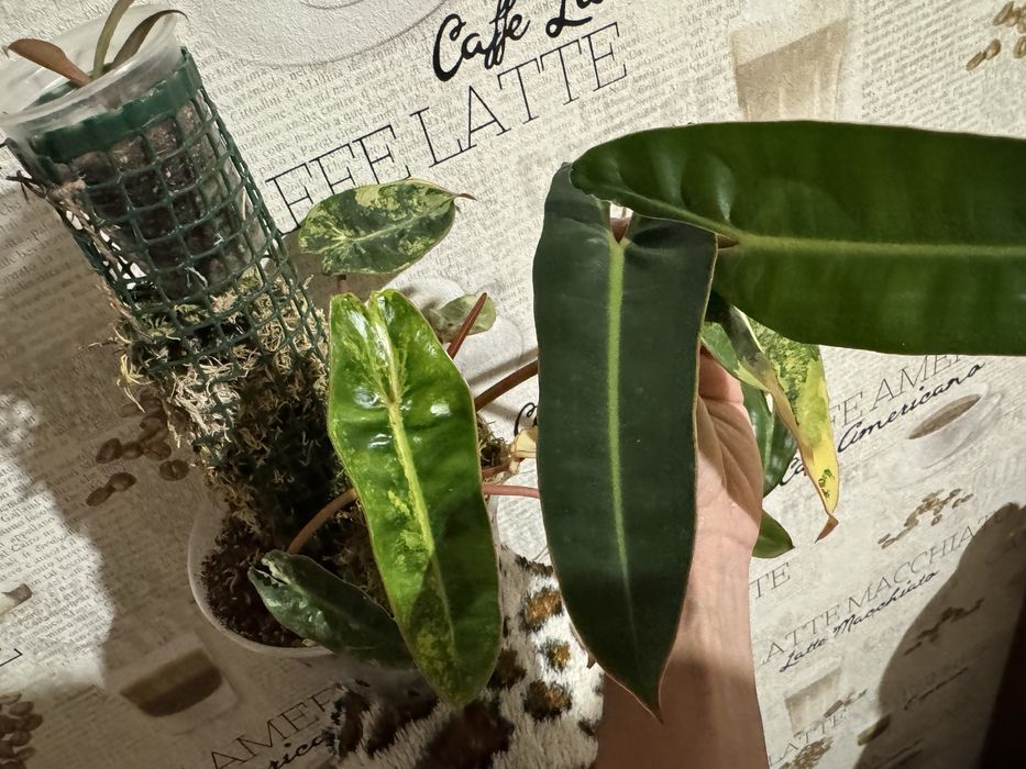 Филодендрон Биллитау (Philodendron billietiae) от вар