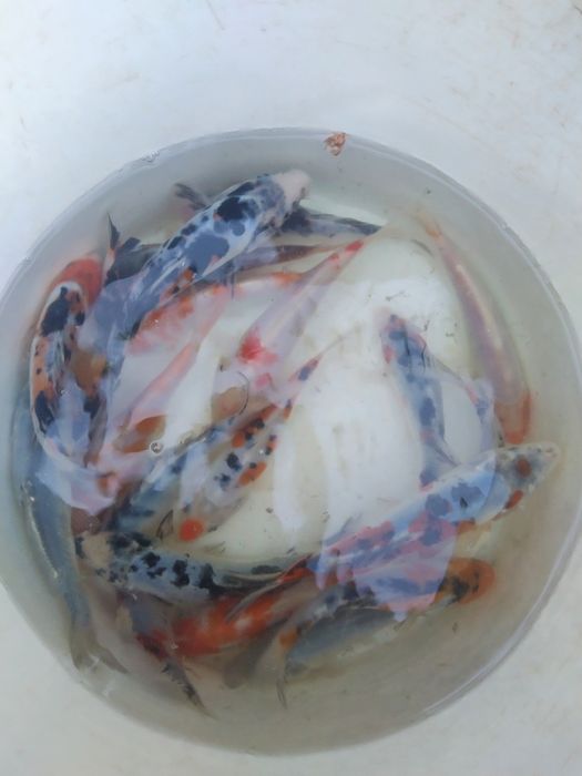 Złota orfa amur sandacz karp koi