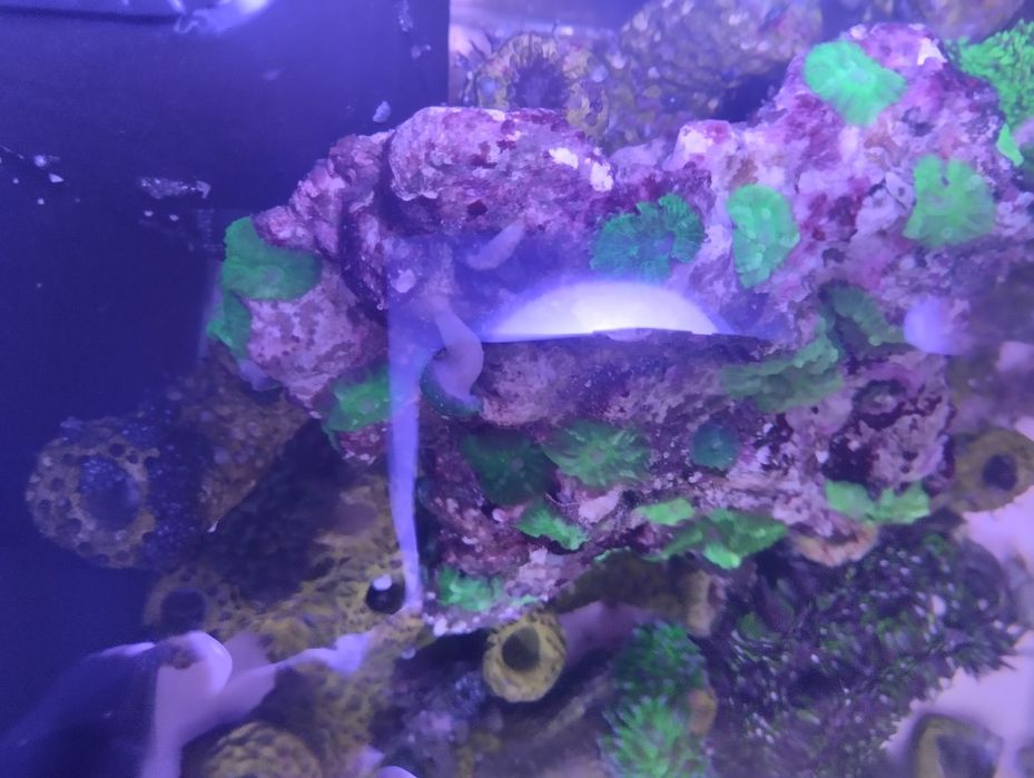 Akwarium morskie naturalna skała + discosoma