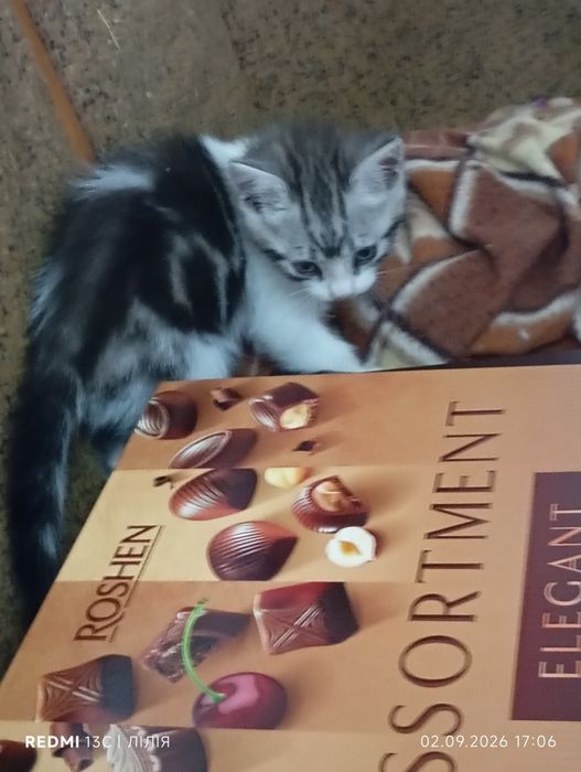 Кошеня. Кошенята. Котик.
