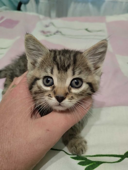 Котика в добрі руки