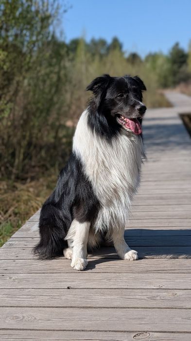 В'язка бордер коллі хлопчик