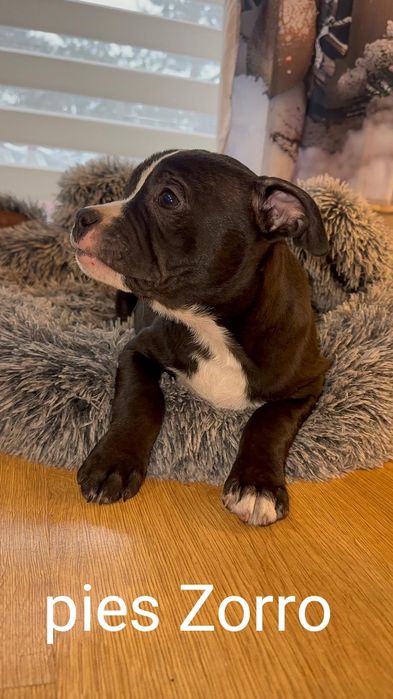 American Staffordshire Terrier