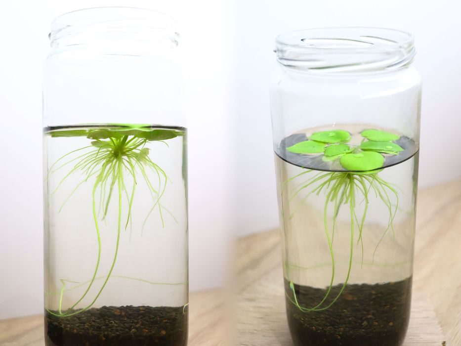 Plantas de aquário e Camarões