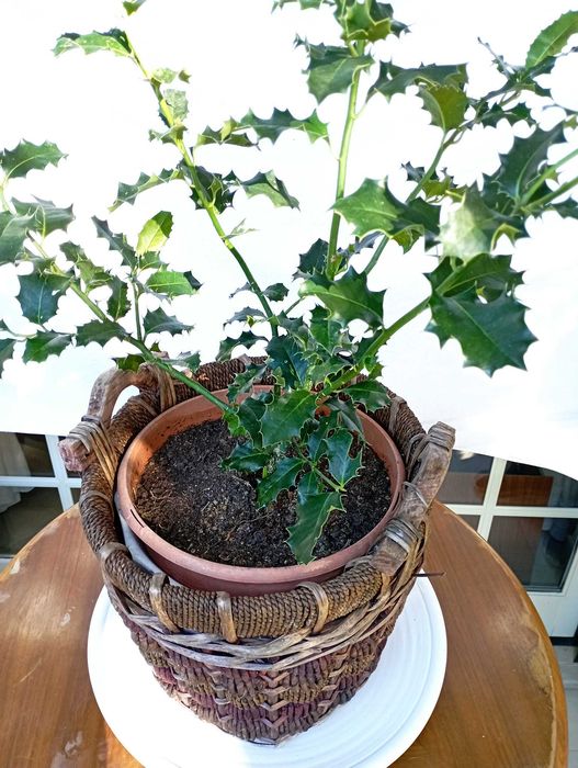 Azevinho Em Vaso e Cesta