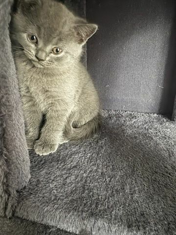 Kotek brytyjski z rodowodem