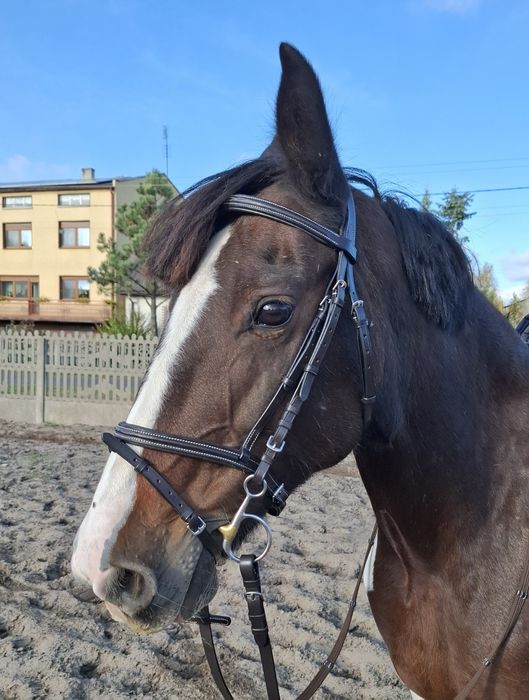 Ogłowie full brązowe york