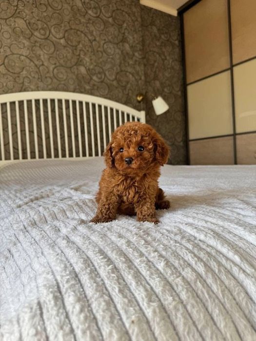 Віп Малишка ред браун той пудель