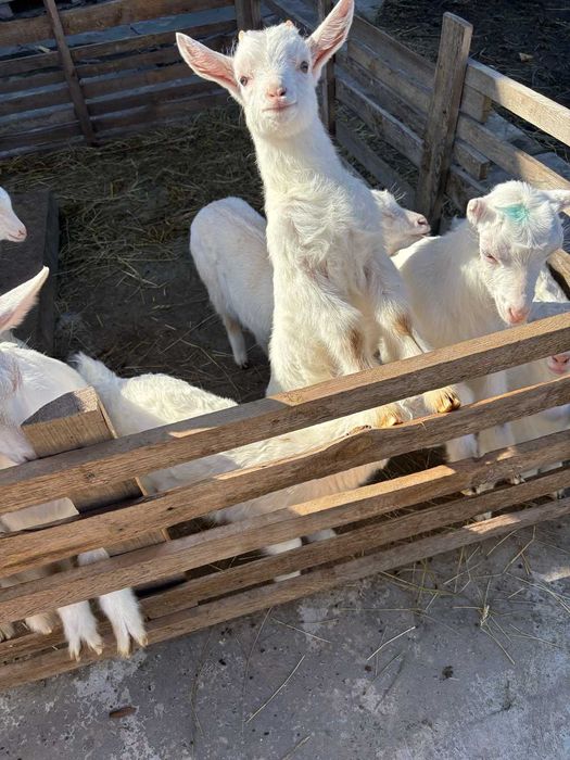 Козлики та кізоньки ламанча/зааненські