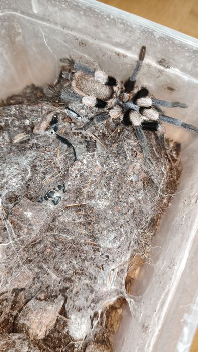 haplocosmia himalayana samiec adult