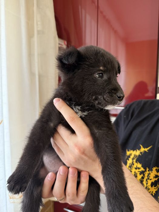 Собака шукає дім Надвірна