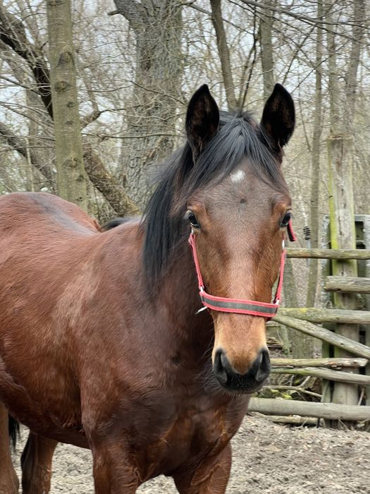 Roczny ogier małopolski