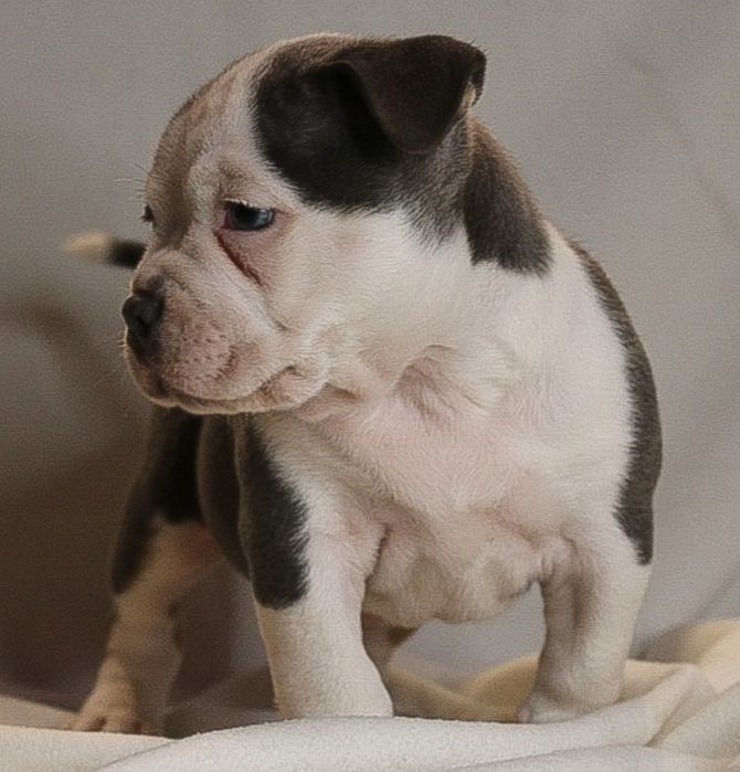 AMERICAN BULLY po Championie wyższy  pocket,samiec, szczeniak