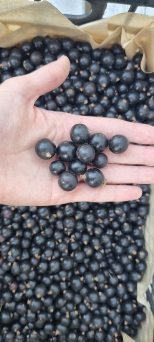 Ягоди чорної смородини ГУРТ