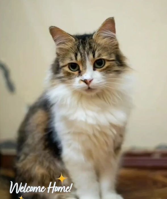 Отдам даром в добрые руки пушистую серо-белую кошечку