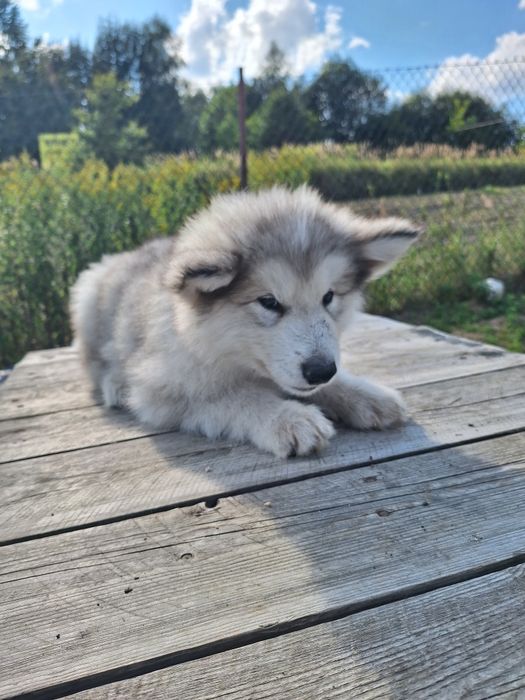 Alaskan Malamute FCI / ZKwP