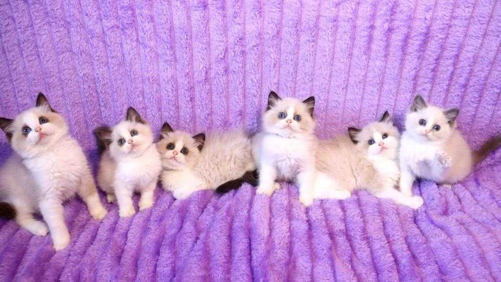 Мега классные котята-рэгдолл