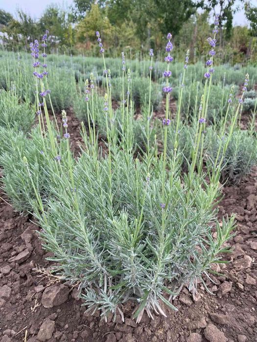 Лаванда. Смородина. Агрус. Великі, гарні кущі.