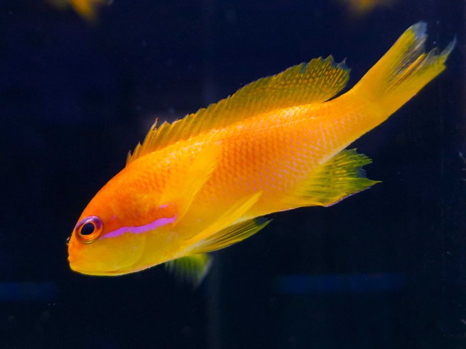 Pseudanthias squamipinnis Ryba Papużak Akwarium Morskie
