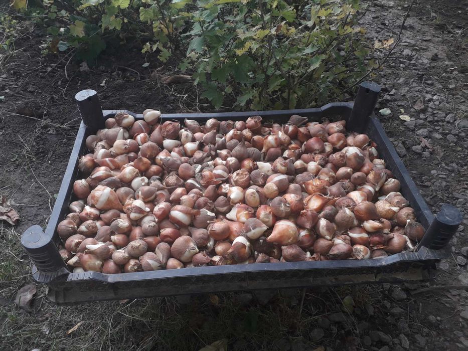 Луковицы тюльпанов сортовых.