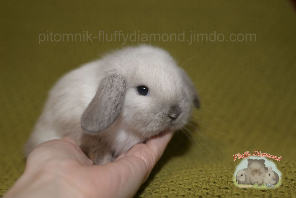 Дівчинка породи NHD (Nederlandse Hangoor Dwerg)