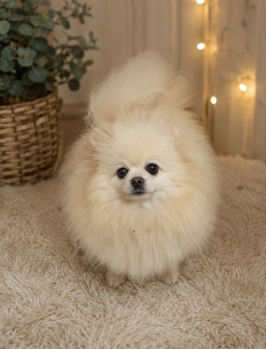 Светло кремовая девочка Ирма. 5 лет.