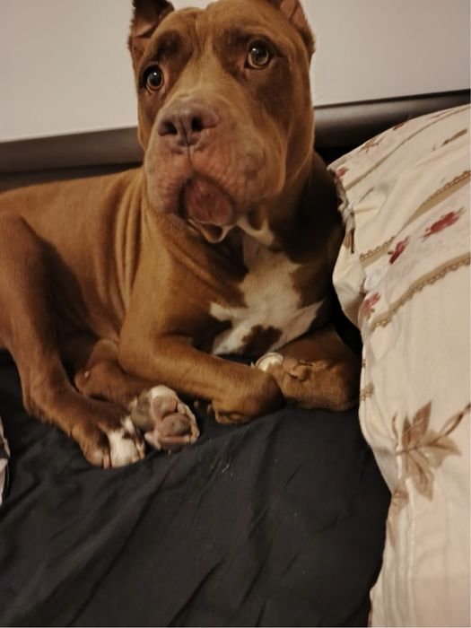 Coco rasy American Pit Bull szuka domku