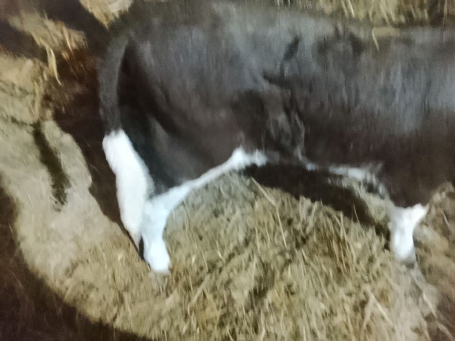 Sprzedam byczka.