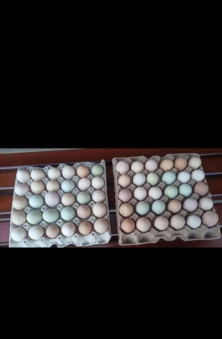 Продам домашні курчата