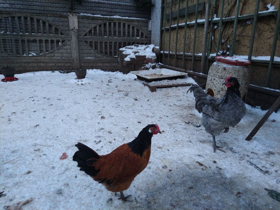 Sprzedam młode koguty i kury