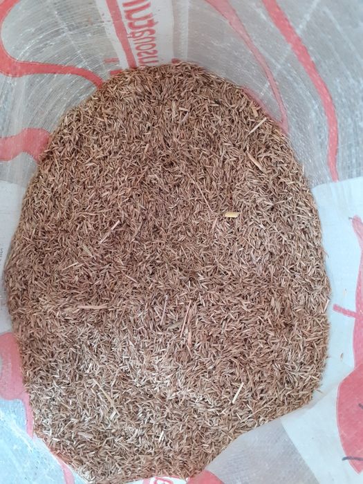 Vende se azevem caseiro