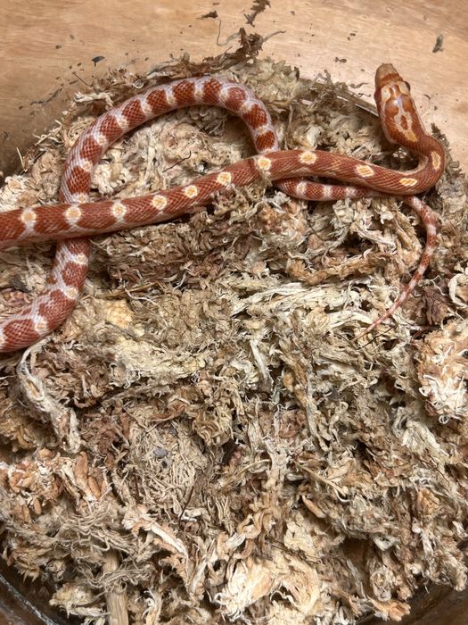 Wąż zbożowy Amel poss red factor