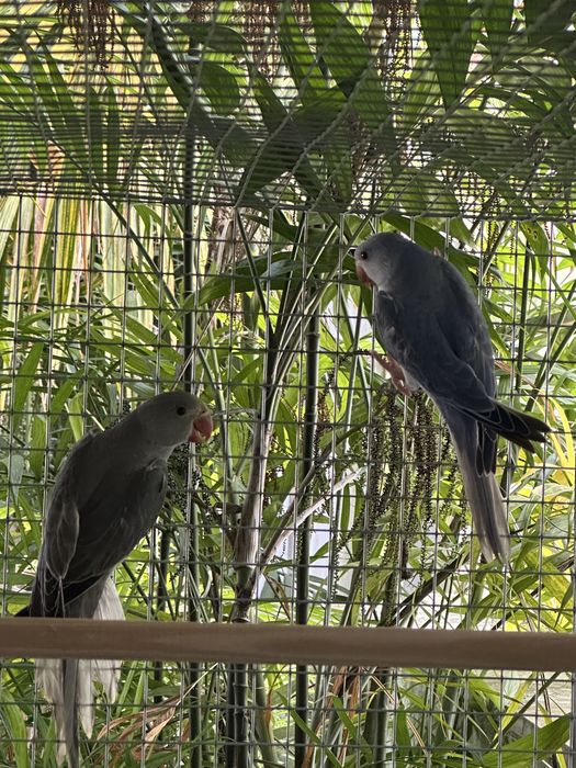 Ringnecks cleartail de 2025