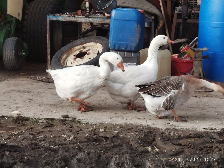 Kaczki gęsi ekologiczne
