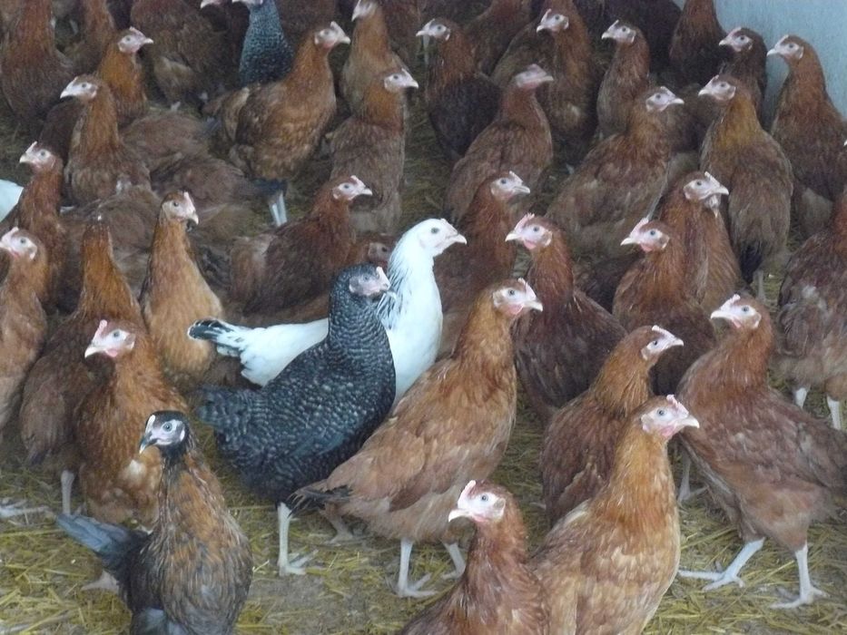 Kury nioski ,Gęsi , perliczki brojlerowe ,kaczki   Pekin .