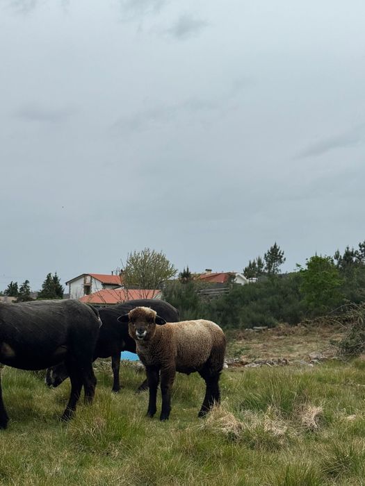 Machos borregos P3 puros