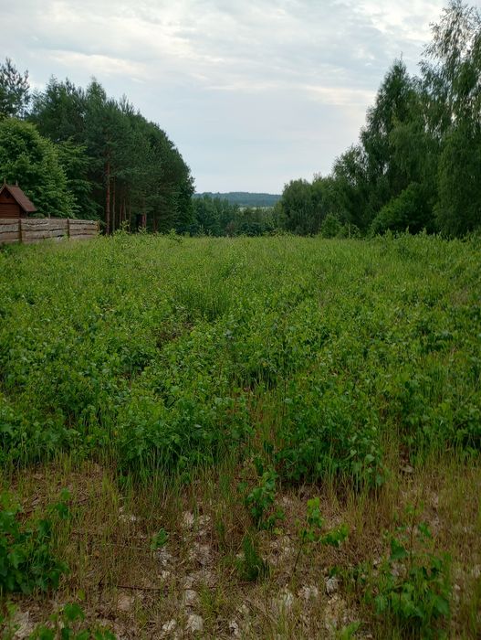 Działka rolno budowlana przy lesie - View 4