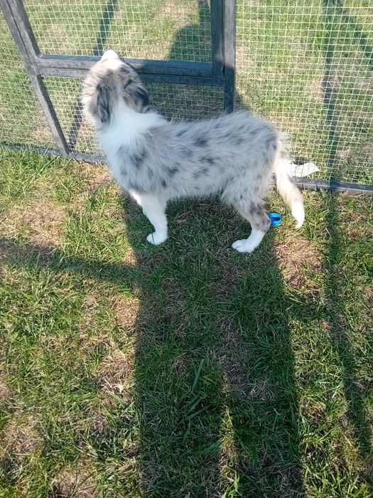 Border collie suczka
