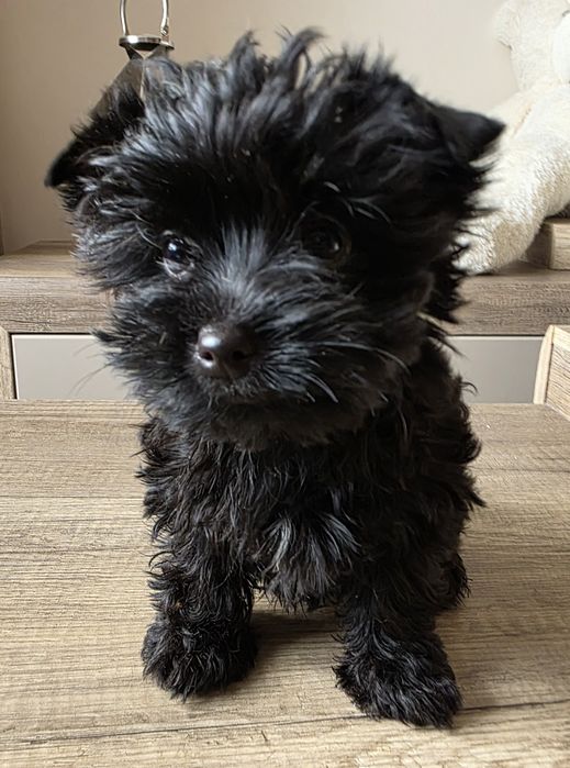 Cudna dziewczynka york