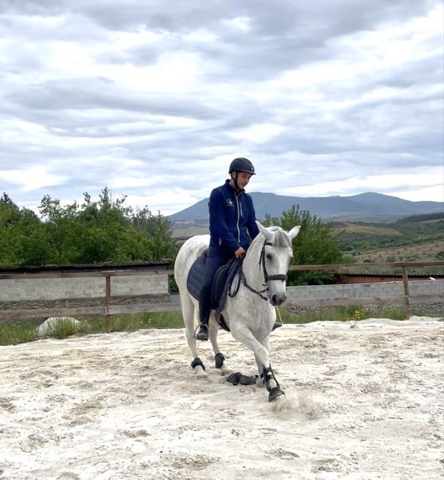 Cavalo PSL com escola
