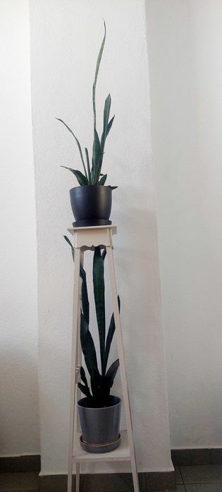 Plantas naturais